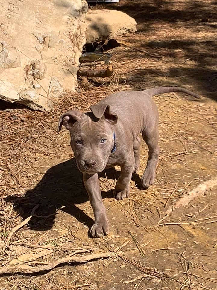 Thor joined the competition — help win amazing prizes! big_cats, canidae, carnivore, dog_breed, fawn, grass, grassland, landscape, livestock, safari, sand, snout, soil, sporting_group, suidae, tail, terrestrial_animal, wildlife, wood, working_animal