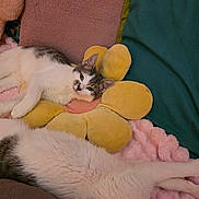 Mason joined the competition — help win amazing prizes! cat, animal, pet, feline, sleeping, resting, cushion, pillow, flower_shaped_pillow, soft_texture, blanket, indoor, cozy, relaxed, fur, white_and_gray, closeup, domestic_animal, cute, comfort