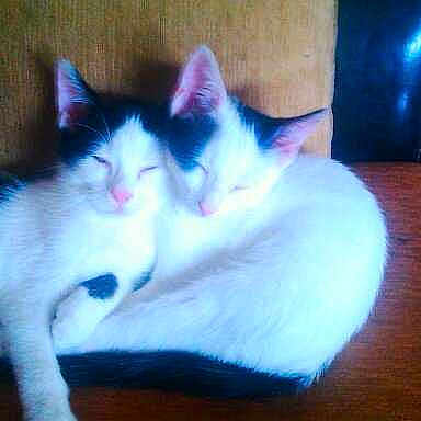 Crapule et beaute