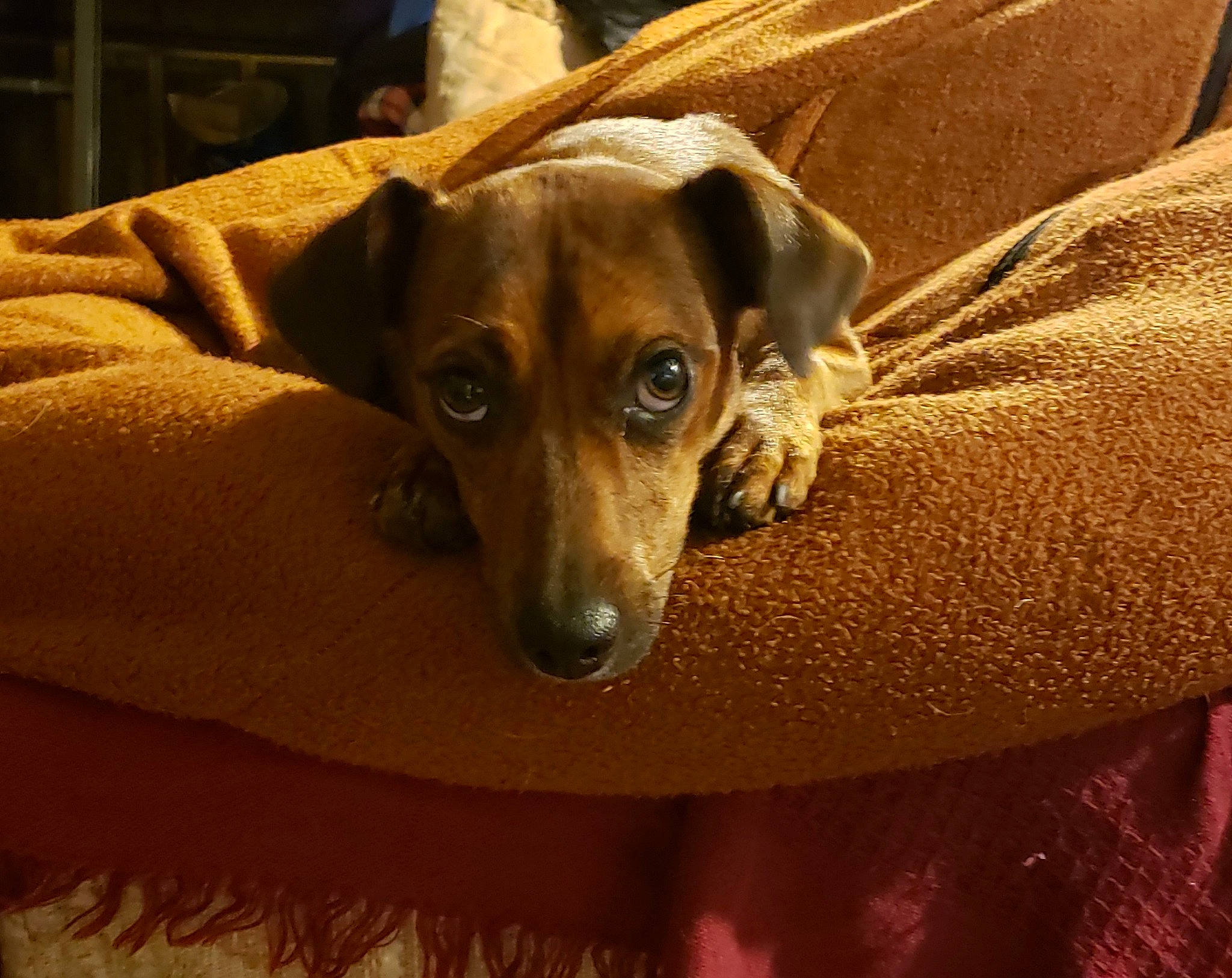 Kona joined the competition — help win amazing prizes! canidae, carnivore, comfort, companion_dog, dog, dog_breed, ear, fawn, linens, paw, pinscher, puppy, sporting_group, terrestrial_animal, toy_dog, whiskers, working_animal