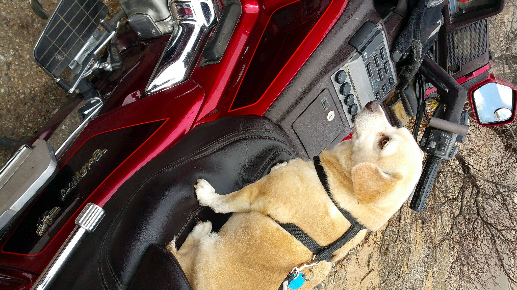Princess is registered to the contest to win money with this photo: automotive_design, automotive_exterior, automotive_lighting, automotive_tire, bumper, carnivore, collar, companion_dog, dog, dog_breed, fawn, felidae, fender, hood, motor_vehicle, personal_luxury_car, steering_wheel, sunglasses, vehicle, vehicle_door