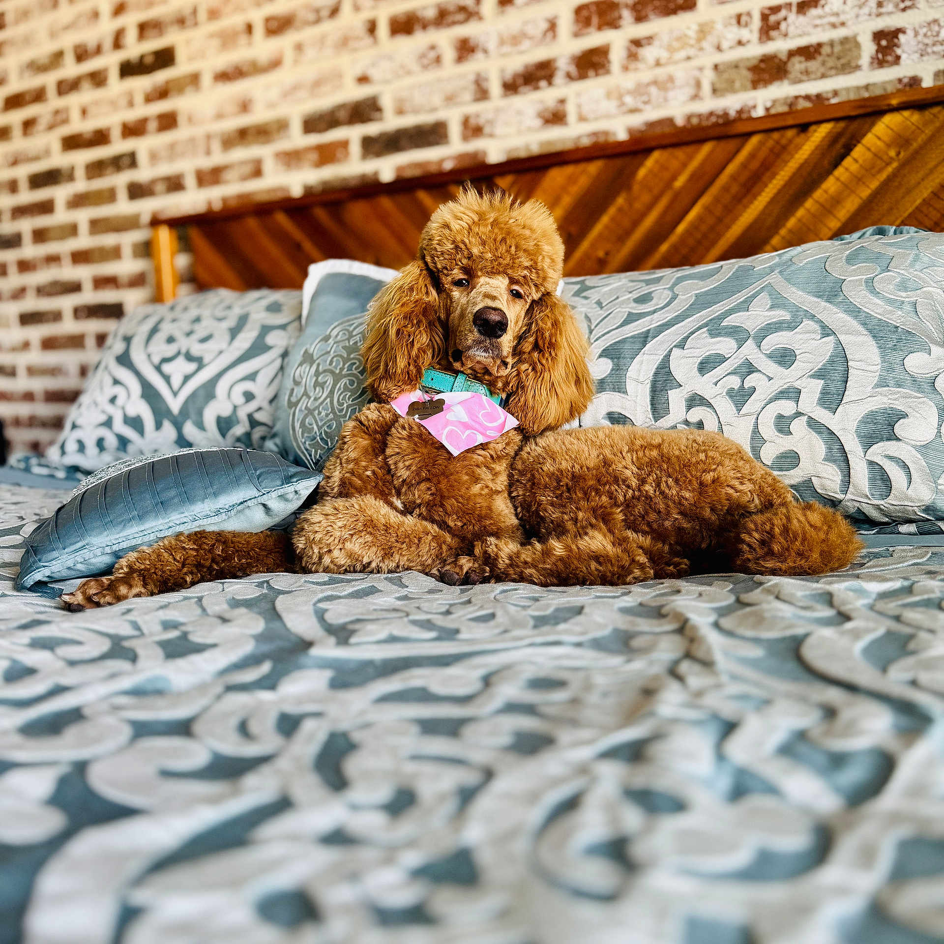 Ziba is registered to the contest to win money with this photo: dog, poodle, bed, pillows, patterned_bedspread, brick_wall, wooden_headboard, apricot_fur, indoor, resting, pet, animal, cozy, relaxed, furniture, portrait, canine, fluffy, decor, comfort