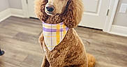 Ziba is registered to the contest to win money with this photo: dog, poodle, bandana, plaid, brown, curly_fur, pet, indoor, floor, wooden_floor, rug, door, home, animal, sitting, portrait, cute, attention, fur, ears