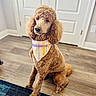 dog, poodle, bandana, plaid, brown, curly_fur, pet, indoor, floor, wooden_floor, rug, door, home, animal, sitting, portrait, cute, attention, fur, ears