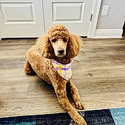 Ziba is registered to the contest to win money with this photo: dog, poodle, bandana, curly_fur, brown_fur, indoor, wooden_floor, rug, blue_rug, pet, animal, canine, laying_down, looking_at_camera, close_up, domestic, companion, calm, home_interior, flooring