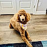 dog, poodle, bandana, curly_fur, brown_fur, indoor, wooden_floor, rug, blue_rug, pet, animal, canine, laying_down, looking_at_camera, close_up, domestic, companion, calm, home_interior, flooring