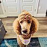 Ziba joined the competition — help win amazing prizes! dog, poodle, apricot, curly_fur, bandana, indoor, wooden_floor, door, portrait, pet, animal, looking_at_camera, fur, cute, companion, canine, domestic_animal, friendly, mammal, house