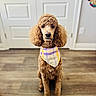Ziba joined the competition — help win amazing prizes! dog, poodle, bandana, plaid, brown_fur, sitting, indoor, wooden_floor, door, white_door, pet, animal, canine, fur, looking_at_camera, portrait, house, home, calm, cute
