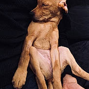 Outch a rejoint le concours — aidez-le/la à gagner de superbes lots ! canidae, carnivore, companion_dog, dog, dog_breed, fawn, lurcher, mammal, non_sporting_group, puppy, sporting_group, vertebrate