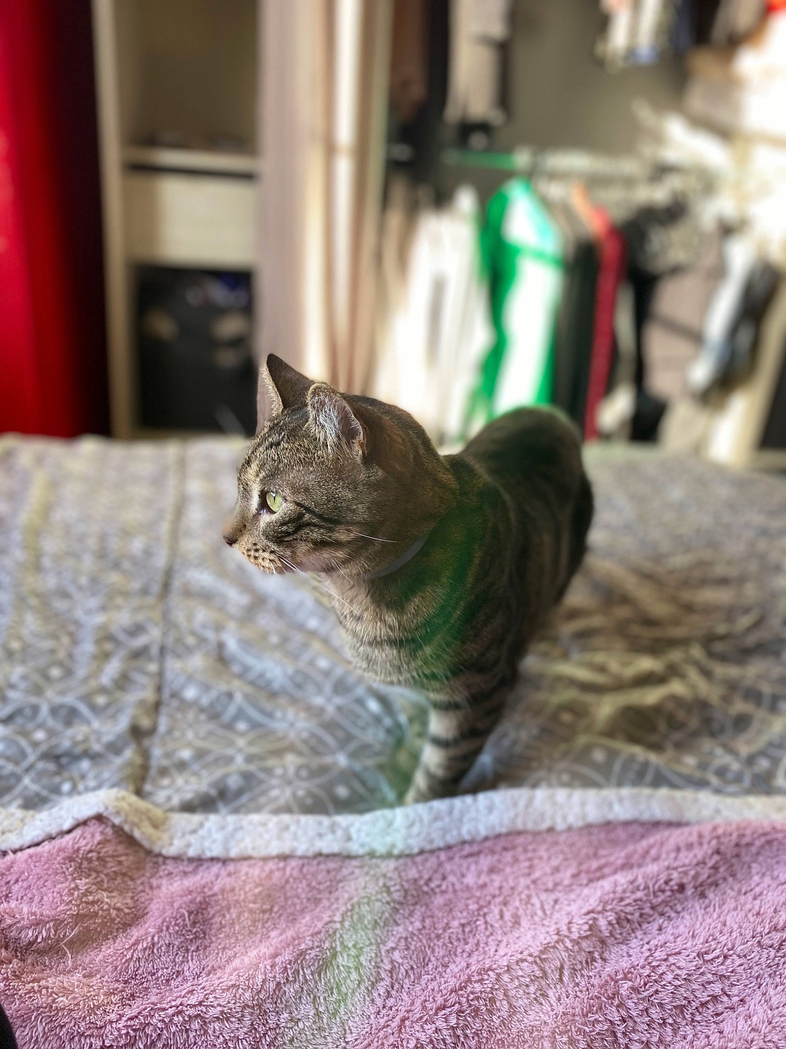 Noxx a rejoint le concours — aidez-le/la à gagner de superbes lots ! bedding, carnivore, cat, comfort, domestic_short_haired_cat, felidae, floor, flooring, fur, grey, linens, pattern, room, small_to_medium_sized_cats, snout, terrestrial_animal, textile, tree, whiskers, wood