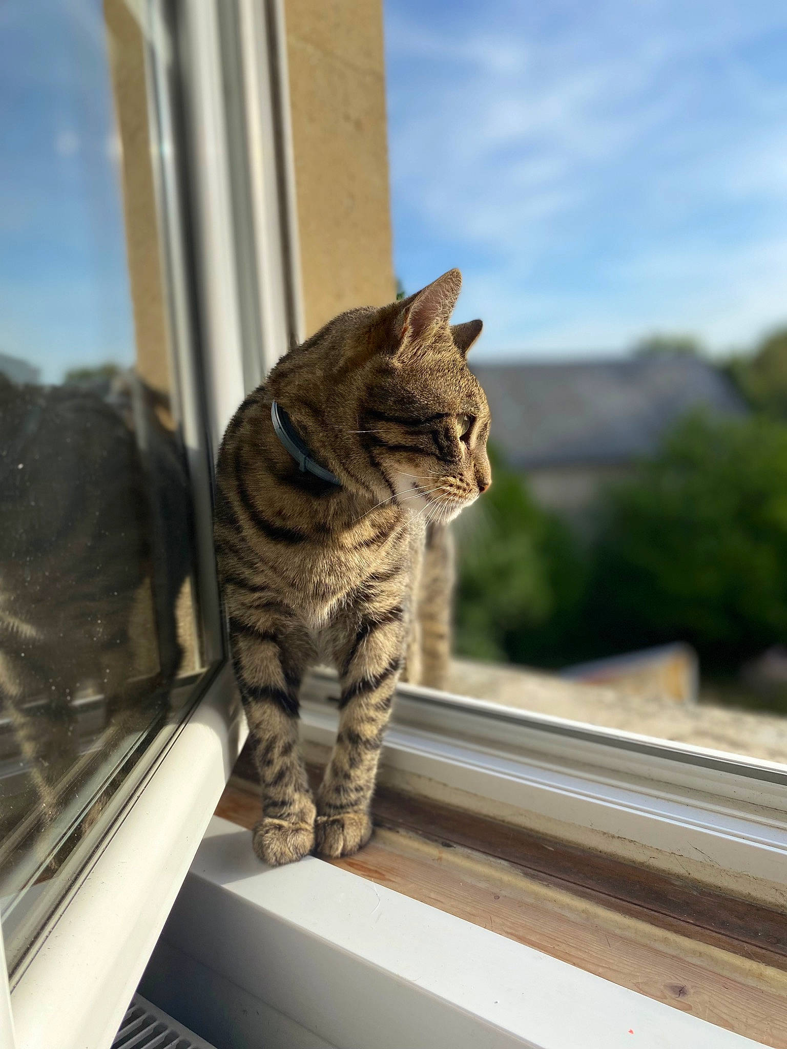 Noxx a rejoint le concours — aidez-le/la à gagner de superbes lots ! carnivore, cat, cloud, domestic_short_haired_cat, felidae, fur, grass, plant, roof, sitting, sky, small_to_medium_sized_cats, snout, tail, terrestrial_animal, tree, whiskers, wildlife, window, wood