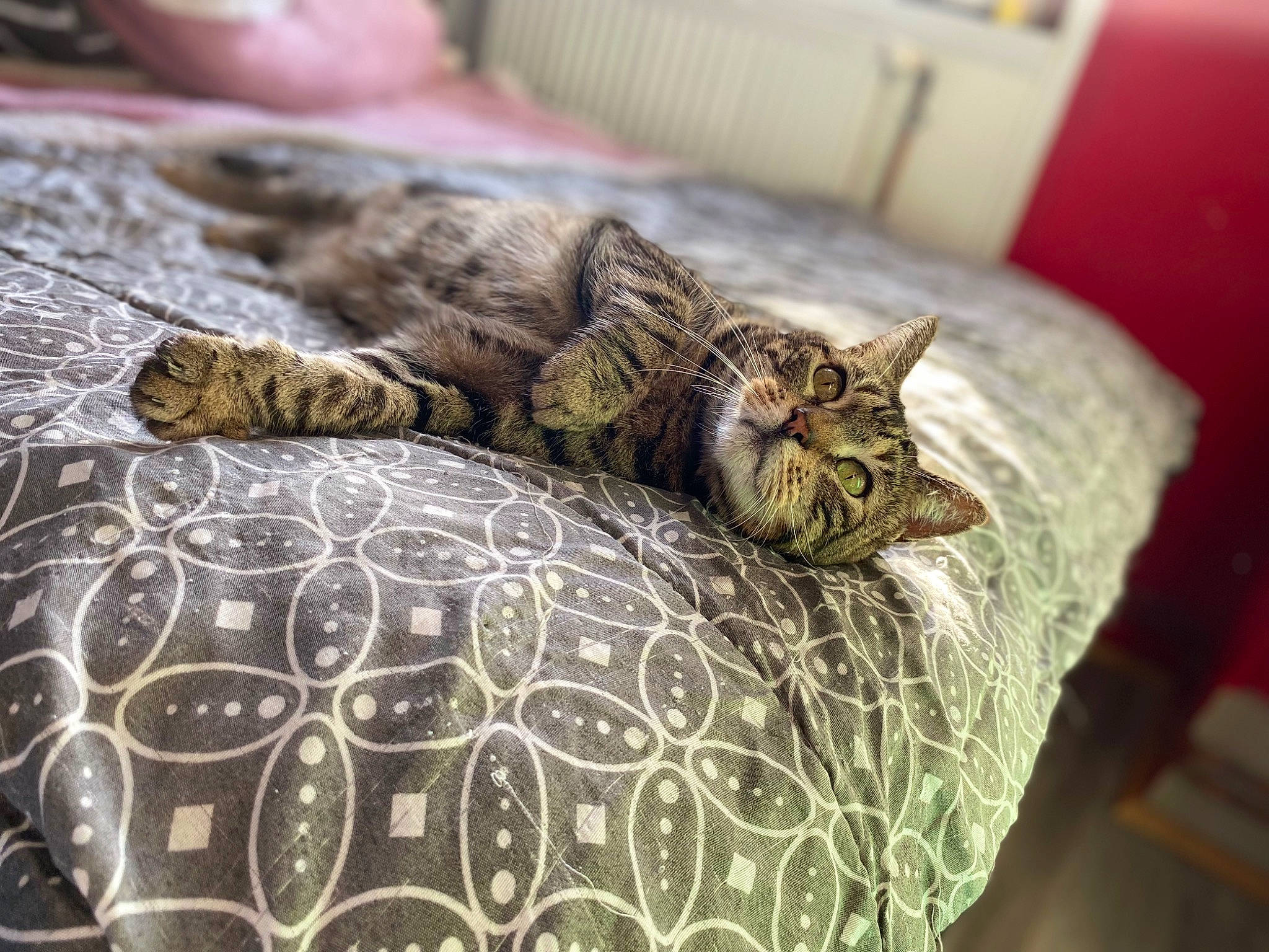 Noxx participe au concours pour gagner de l'argent avec cette photo : bed, bedding, carnivore, cat, comfort, domestic_short_haired_cat, felidae, fur, grass, grey, linens, pattern, small_to_medium_sized_cats, snout, tail, terrestrial_animal, textile, tree, whiskers, wood