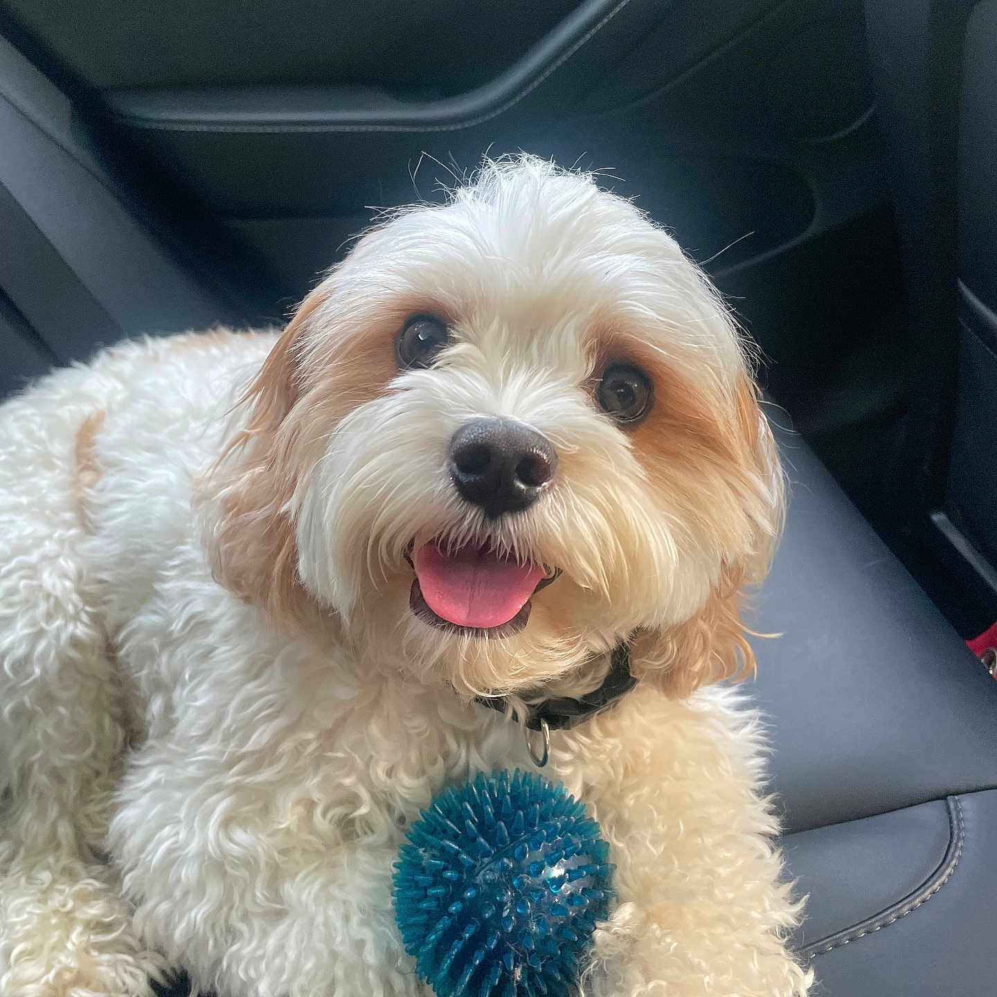 Cooper is registered to the contest to win money with this photo: accessories, animal, ball, bodypart, canine, cushion, dog, football, homedecor, mouth, person, pet, poodle, puppy, soccer, soccerball, sport, terrier, tongue, whitedog