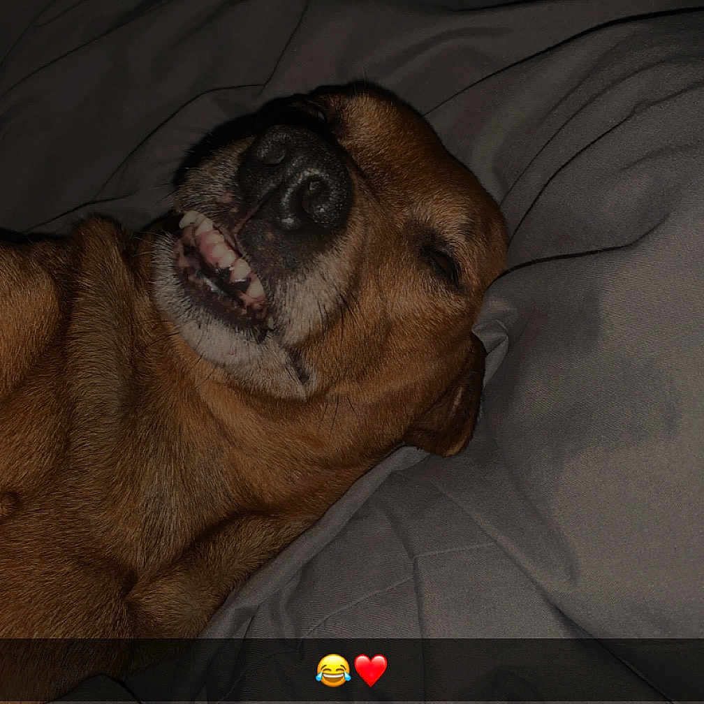 Lascar participe au concours pour gagner de l'argent avec cette photo : animal, architecture, bed, bodypart, building, bulldog, canine, couch, dog, furniture, hound, indoors, livingroom, mouth, person, pet, puppy, room, sphere, teeth