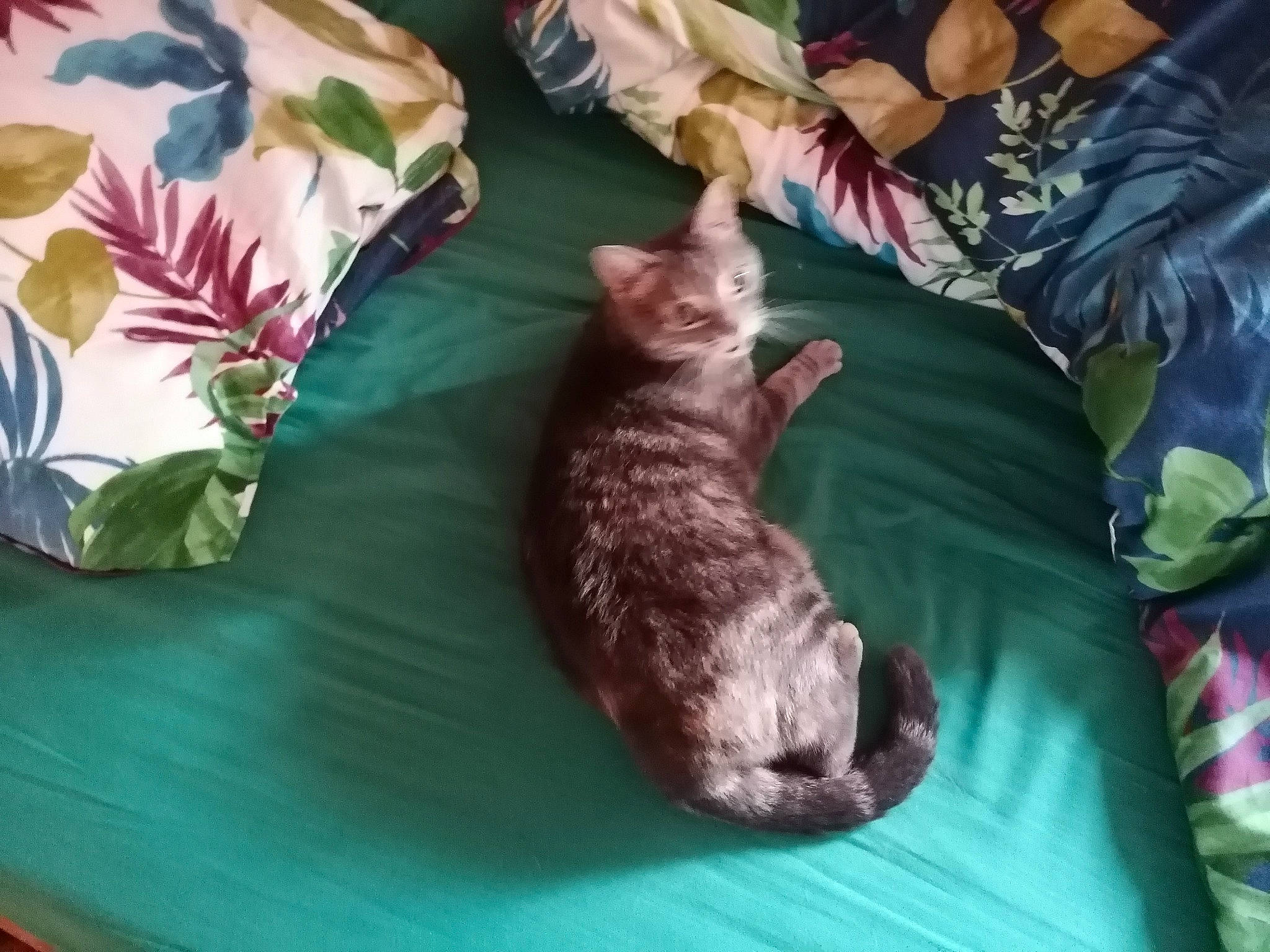 Aria participe au concours pour gagner de l'argent avec cette photo : carnivore, cat, comfort, dog_breed, domestic_short_haired_cat, felidae, fur, grass, lap, linens, nap, paw, petal, room, sleep, small_to_medium_sized_cats, tail, tree, whiskers