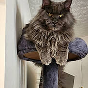 Toby is registered to the contest to win money with this photo: cat, fluffy, gray, pet, indoor, cat_tree, feline, animal, fur, ears, yellow_eyes, home, cute, mammal, domestic, resting, portrait, looking_down, whiskers, long_hair