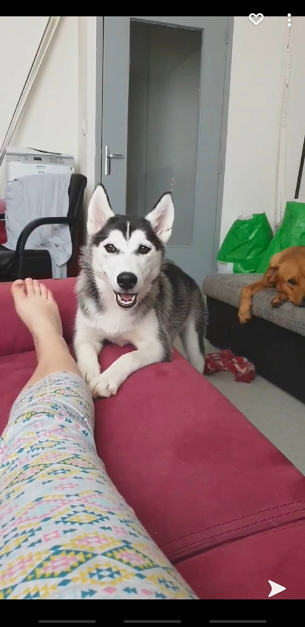 Olianah participe au concours pour gagner de l'argent avec cette photo : canidae, carnivore, carpet, comfort, companion_dog, couch, dog, dog_breed, dog_supply, living_room, mat, northern_inuit_dog, pet_supply, sled_dog, snout, sock, sporting_group, working_animal, working_dog