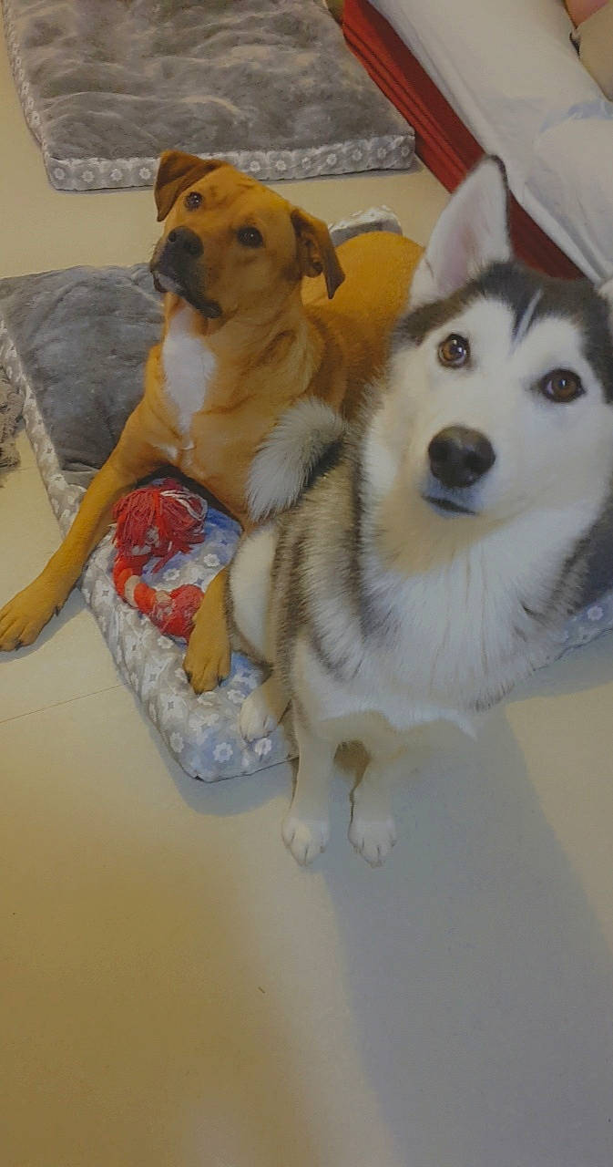 Olianah a rejoint le concours — aidez-le/la à gagner de superbes lots ! ancient_dog_breeds, canidae, carnivore, collar, companion_dog, couch, dog, dog_bed, dog_breed, dog_supply, pet_supply, sled_dog, snout, sporting_group, wolfdog, working_animal, working_dog