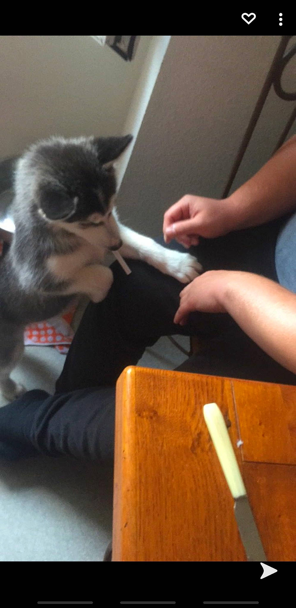 Olianah a rejoint le concours — aidez-le/la à gagner de superbes lots ! carnivore, cat, curious, domestic_short_haired_cat, felidae, fur, hammer, kitten, nail, paw, rolling_pin, small_to_medium_sized_cats, snout, varnish, whiskers, wood, wood_stain