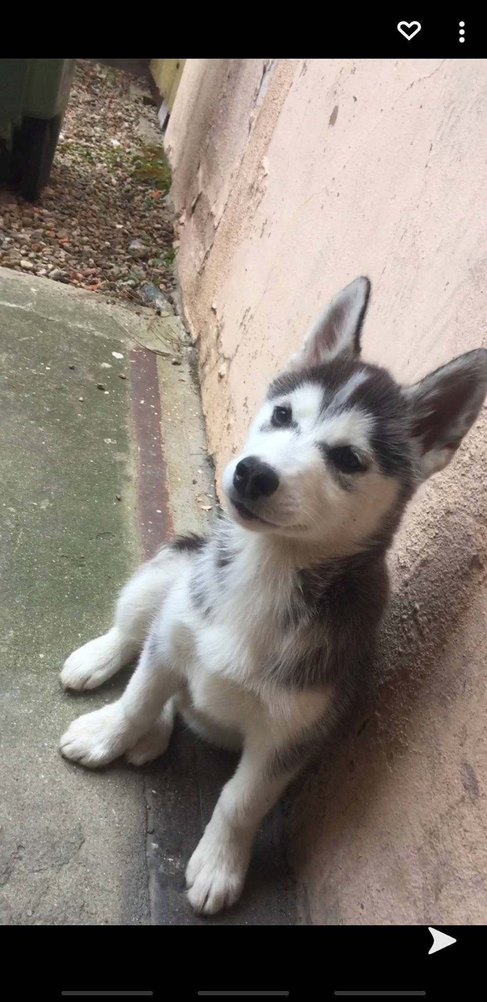 Olianah participe au concours pour gagner de l'argent avec cette photo : canidae, carnivore, concrete, curb, dog, dog_breed, fur, grey, iris, jaw, neck, sled_dog, snapshot, snout, tail, terrestrial_animal, vertebrate, whiskers