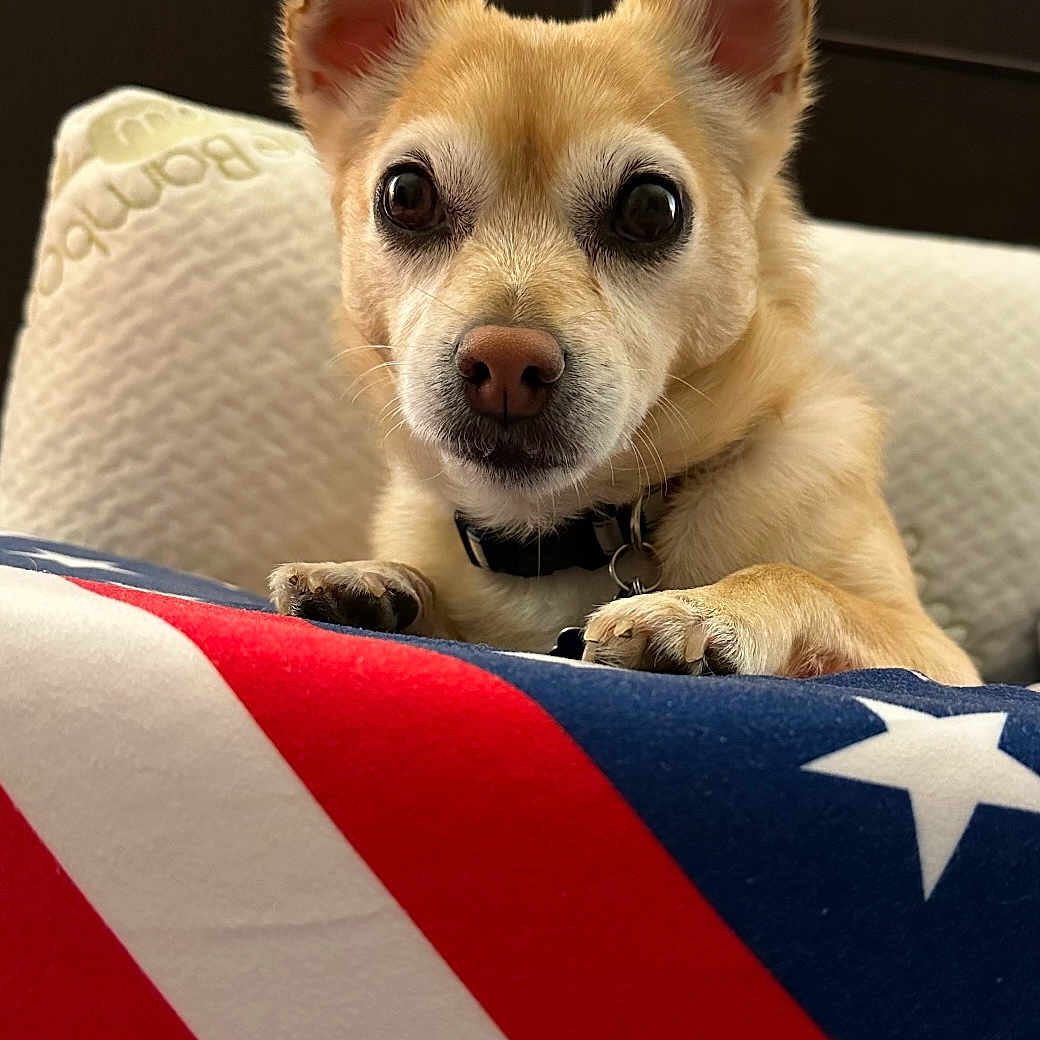 Hank joined the competition — help win amazing prizes! animal, bedroom, blanket, canine, closeup, collar, curious, cute, dog, ears, eyes, flag_pattern, fur, furniture, indoor, paws, pet, portrait, resting, small_dog