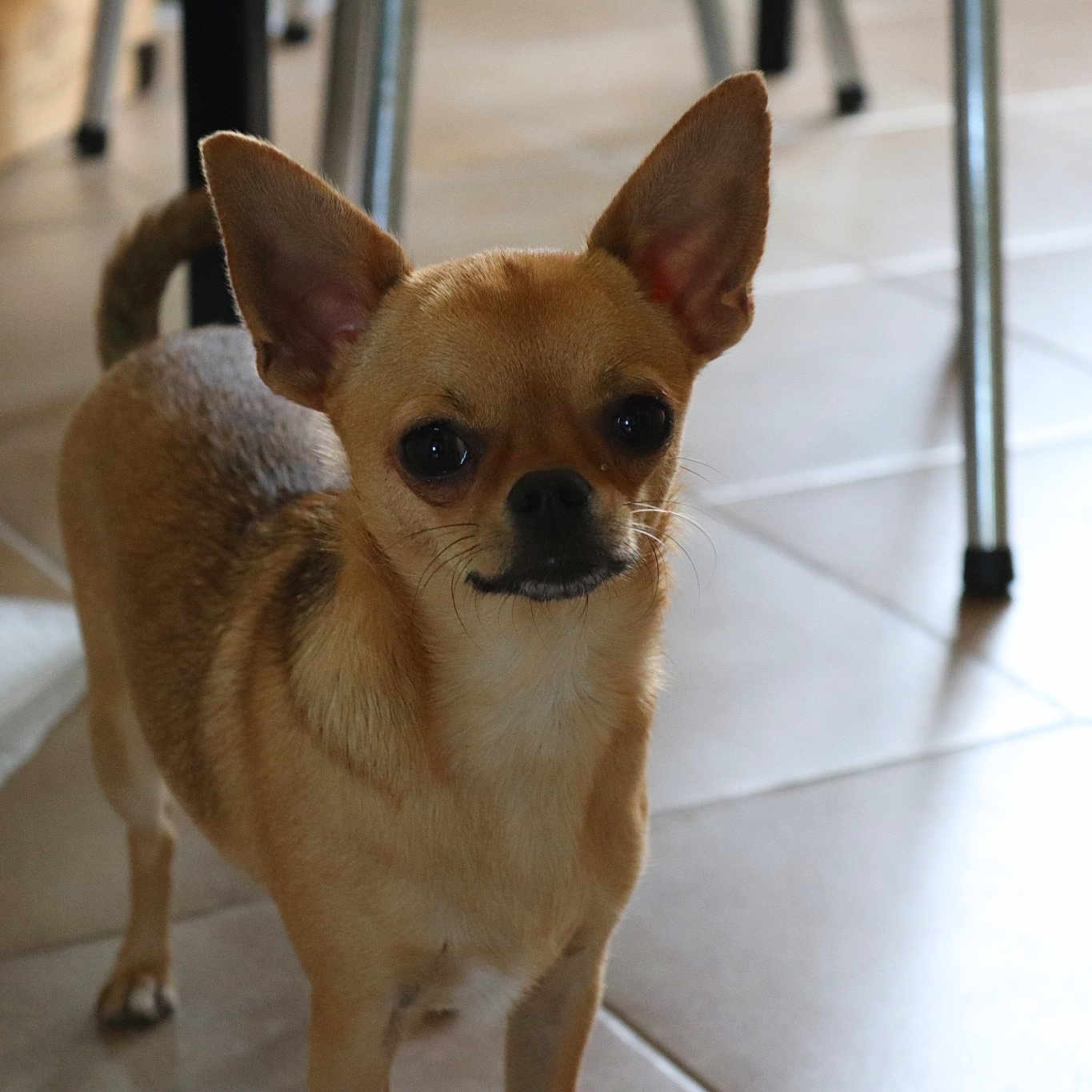Kawuita participe au concours pour gagner de l'argent avec cette photo : carnivore, chihuahua, collar, companion_dog, dog, dog_breed, dog_supply, ear, eye, fawn, floor, flooring, fur, sporting_group, tail, tile_flooring, toy_dog, whiskers, wood, working_animal