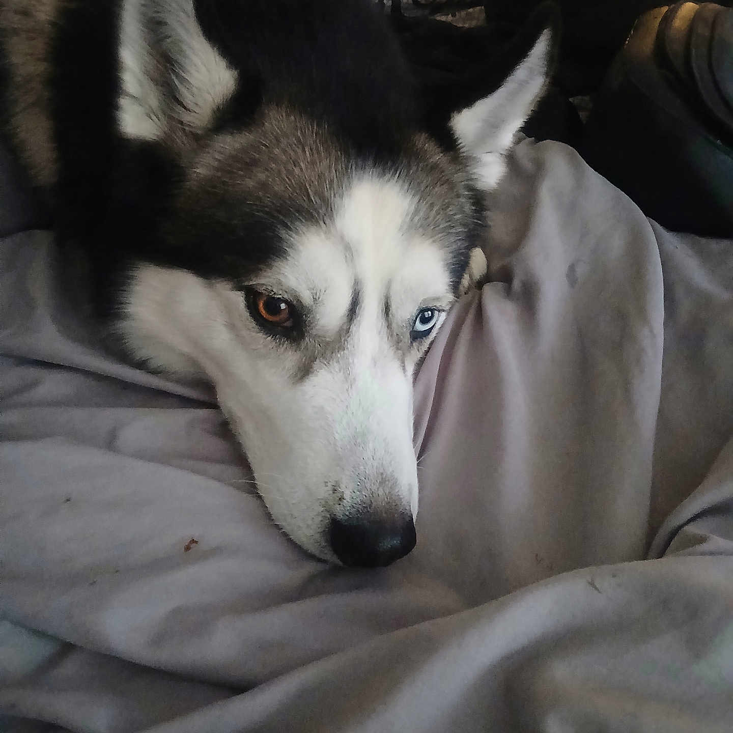 Rocky is registered to the contest to win money with this photo: animal, bed, blanket, canine, closeup, comfort, cozy, dog, domestic, ears, eyes, face, fur, heterochromia, husky, indoor, nose, pet, resting, sleepy