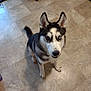 Rocky joined the competition — help win amazing prizes! dog, husky, indoor, floor, tile_floor, pet, canine, sitting, looking_up, black_and_white, heterochromia, ears_up, tail, kitchen, domestic, animal, companion, cute, alert, fur