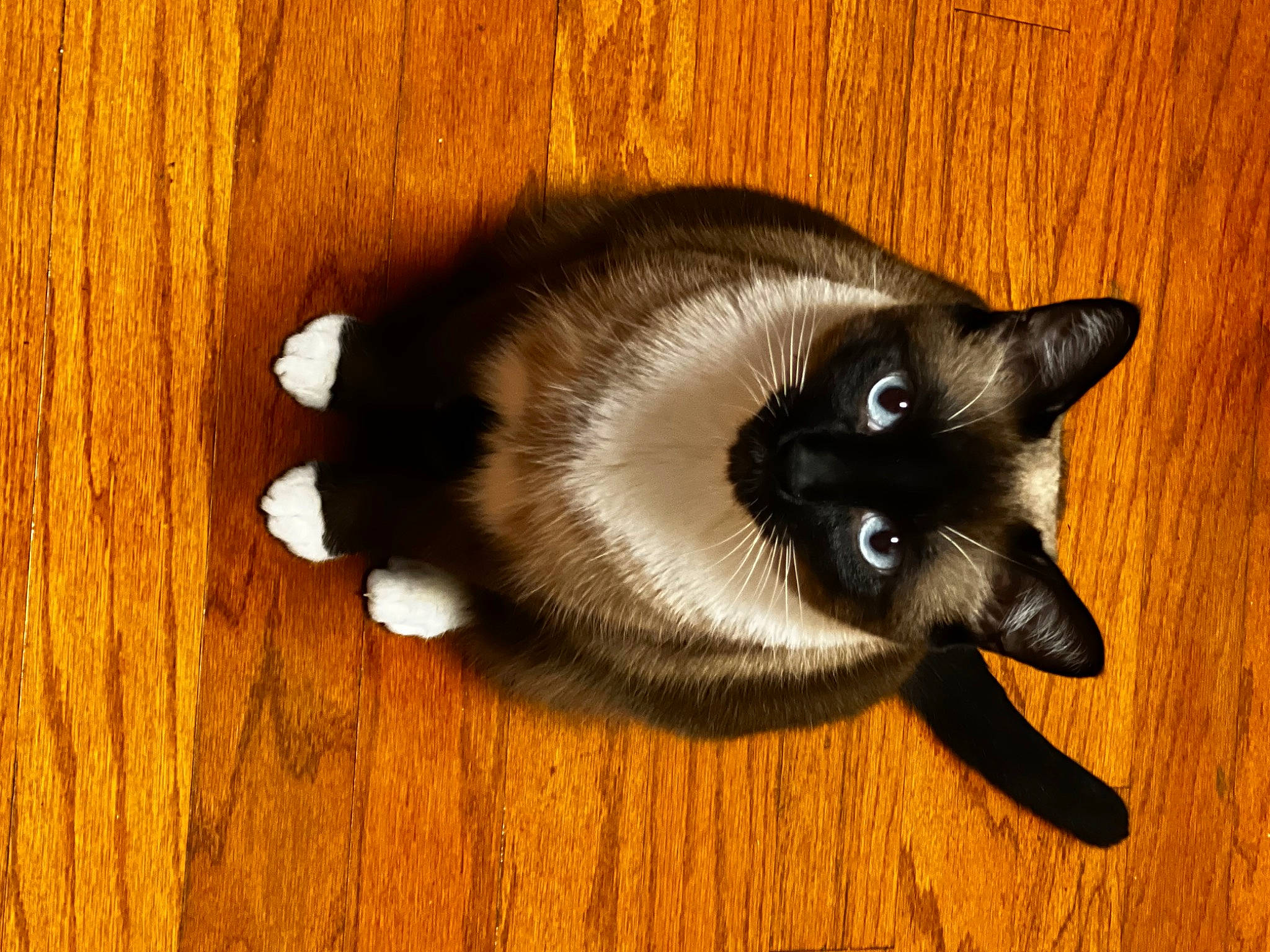 Cesar joined the competition — help win amazing prizes! balinese, carnivore, cat, claw, domestic_short_haired_cat, fawn, felidae, flooring, fur, hardwood, paw, shadow, siamese, small_to_medium_sized_cats, snout, tail, thai, whiskers, wood, wood_flooring