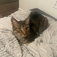 Shiloh is registered to the contest to win money with this photo: cat, tabby, pet, yellow_eyes, whiskers, fur, blanket, bed, cozy, indoor, home_interior, electrical_outlet, white_wall, wood_floor, soft_texture, relaxed, loaf_position, close_up, portrait, striped_fur