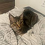 cat, tabby, pet, yellow_eyes, whiskers, fur, blanket, bed, cozy, indoor, home_interior, electrical_outlet, white_wall, wood_floor, soft_texture, relaxed, loaf_position, close_up, portrait, striped_fur