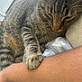 Shiloh is registered to the contest to win money with this photo: cat, tabby, paw, human_arm, indoor, bedding, close_up, whiskers, nap, pet, cozy, striped_fur, paw_on_arm, sleeping, furry, domestic_cat, muzzle, feline, resting, companion