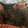 Shiloh joined the competition — help win amazing prizes! cat, tabby_cat, pet, sleeping, fur, whiskers, hand, human_hand, blanket, corduroy, bed, bedding, nap, cozy, indoor, close_up, paw, striped, relaxing, portrait