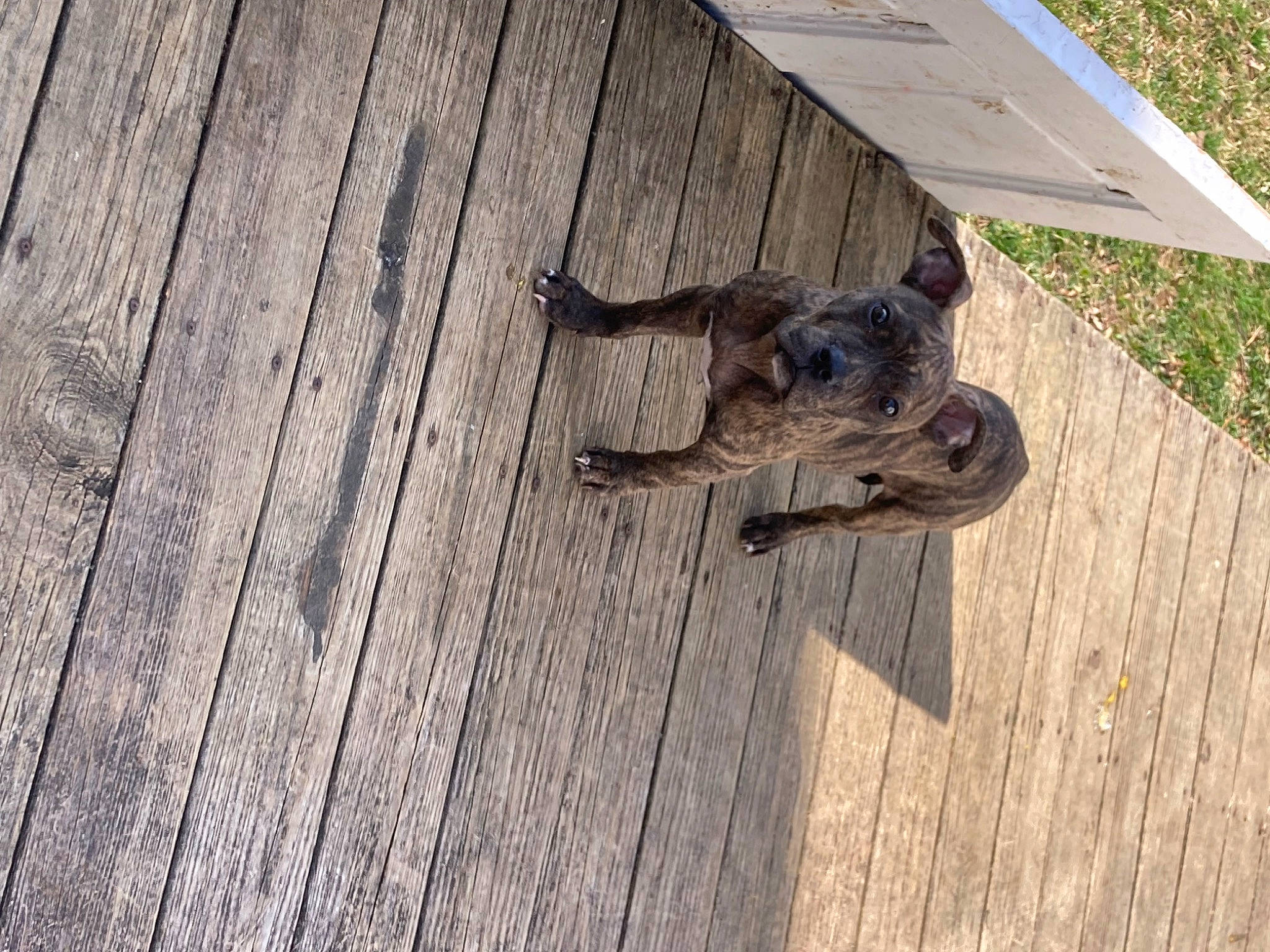 Doobie joined the competition — help win amazing prizes! canidae, carnivore, deck, dog_breed, fawn, flooring, grass, hardwood, lumber, outdoor_shoe, plank, plant, plywood, sporting_group, tail, wildlife, wood, wood_flooring, wood_stain, working_animal