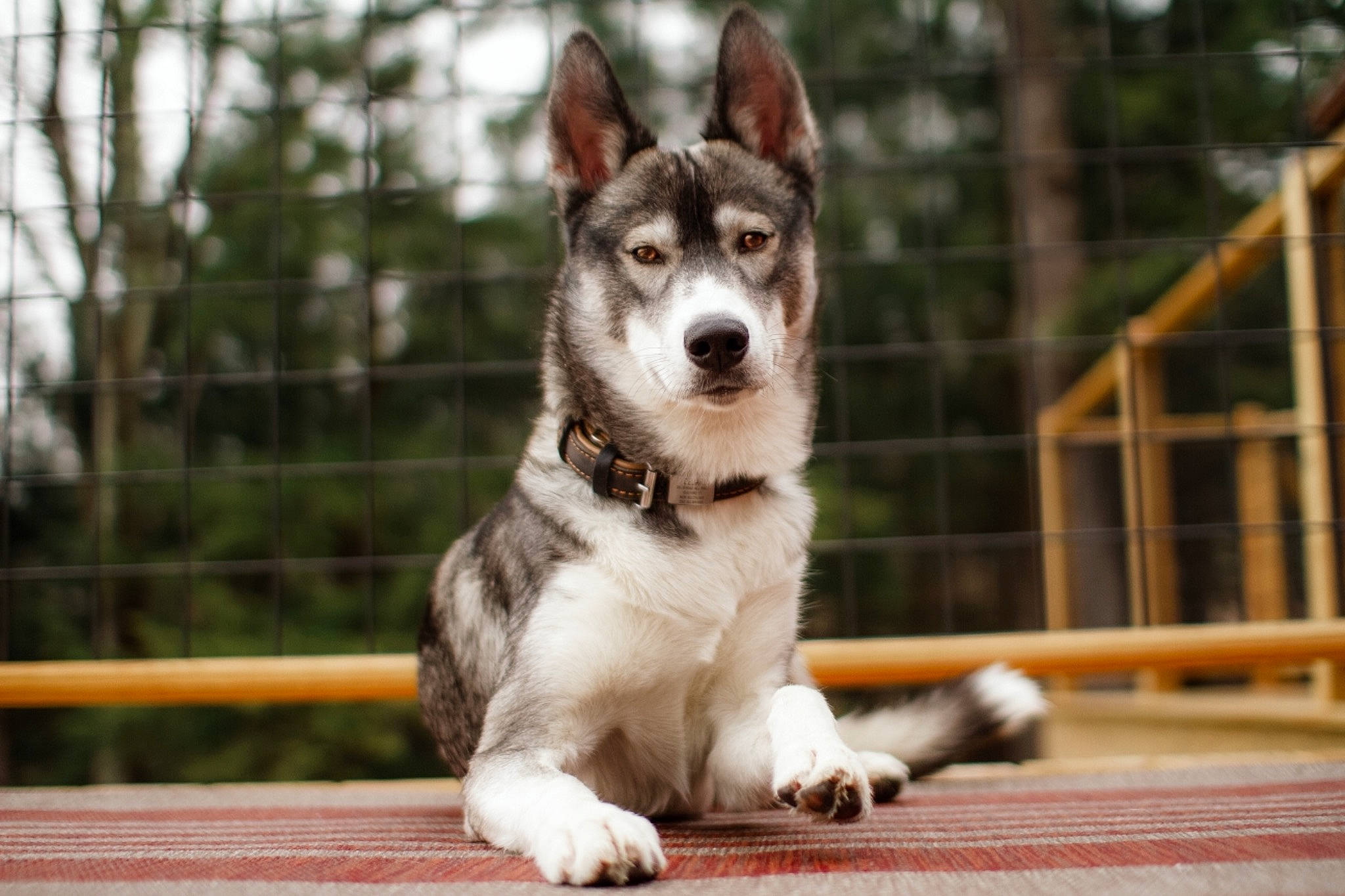 Cedar joined the competition — help win amazing prizes! art, canidae, canis, carnivore, collar, companion_dog, dog, dog_breed, fawn, fur, herding_dog, plant, sled_dog, snout, sporting_group, tree, whiskers, wildlife, wood, working_animal