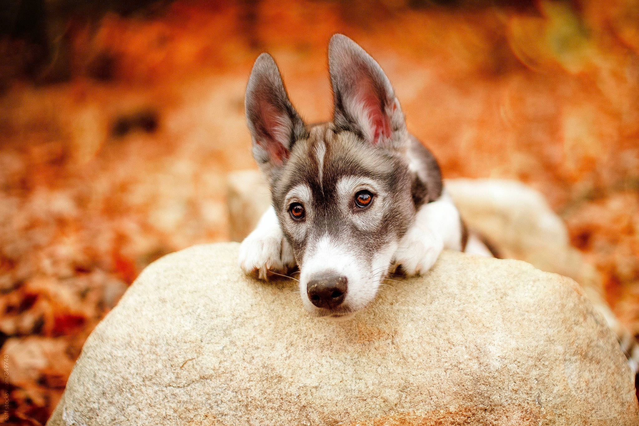 Cedar joined the competition — help win amazing prizes! canidae, canis, carnivore, companion_dog, dog, dog_breed, fur, sitting, soil, sporting_group, terrestrial_animal, whiskers, wood, working_dog