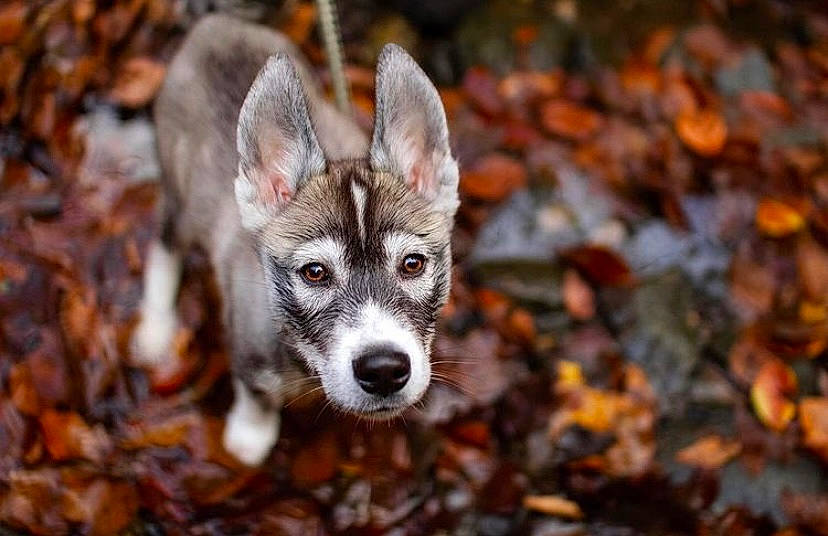 Cedar joined the competition — help win amazing prizes! canidae, canis, carnivore, companion_dog, dog, dog_breed, fawn, forest, fur, grass, mammal, plant, puppy, snout, soil, sporting_group, terrestrial_animal, tree, whiskers, wood