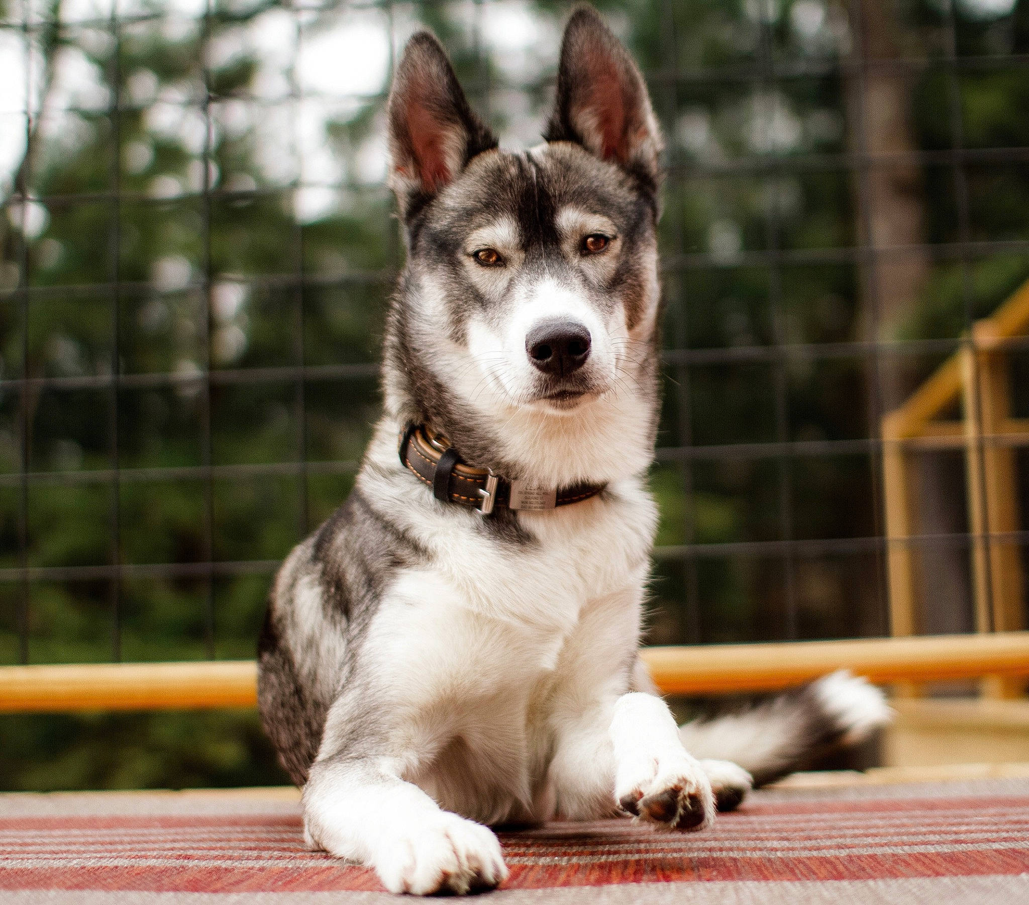 Cedar is registered to the contest to win money with this photo: art, canidae, canis, carnivore, collar, companion_dog, dog, dog_breed, fawn, fur, plant, sled_dog, snout, sporting_group, terrestrial_animal, tree, whiskers, wildlife, working_animal, working_dog