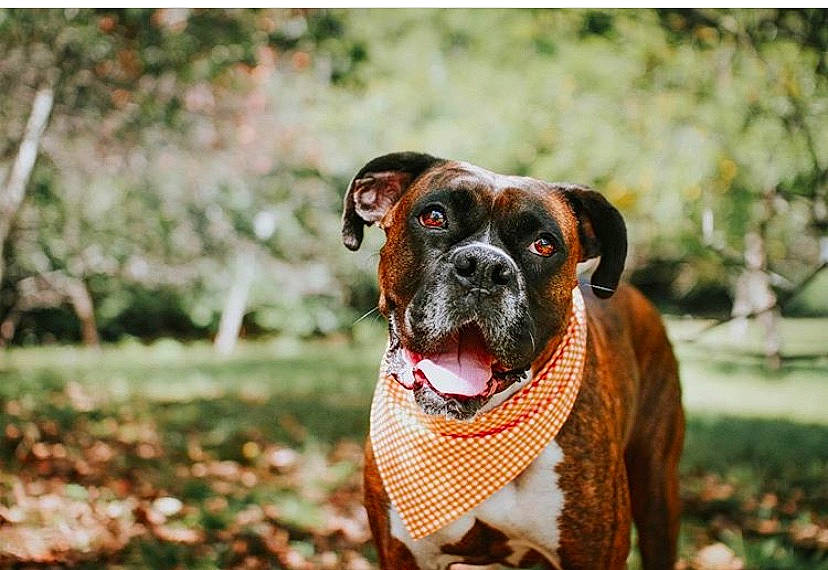 Bailey is registered to the contest to win money with this photo: boerboel, boxer, bullmastiff, canidae, carnivore, collar, companion_dog, dog, dog_breed, dog_collar, english_mastiff, fawn, mammal, molosser, rare_breed_dog, snout, sporting_group, valley_bulldog, vertebrate, working_dog