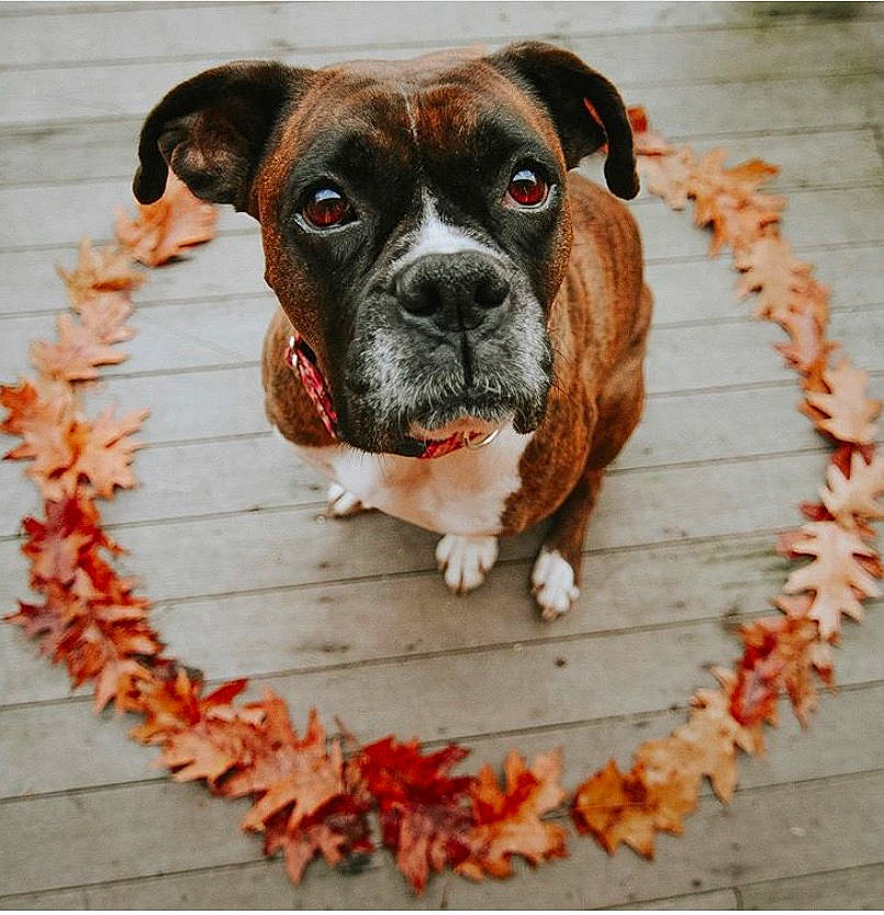 Bailey is registered to the contest to win money with this photo: ancient_dog_breeds, boxer, canidae, carnivore, companion_dog, dog, dog_breed, dog_collar, fawn, leaf, mammal, molosser, non_sporting_group, puppy, rare_breed_dog, snout, sporting_group, valley_bulldog, working_dog