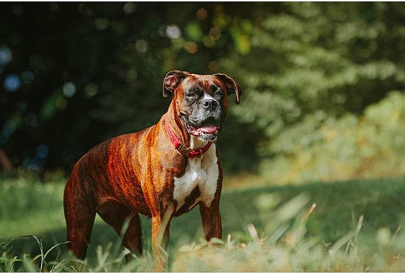 Bailey joined the competition — help win amazing prizes! ancient_dog_breeds, boxer, bulldog, canidae, carnivore, companion_dog, dog, dog_breed, fawn, grass, mammal, molosser, non_sporting_group, olde_english_bulldogge, rare_breed_dog, renascence_bulldogge, snout, sporting_group, valley_bulldog, vertebrate