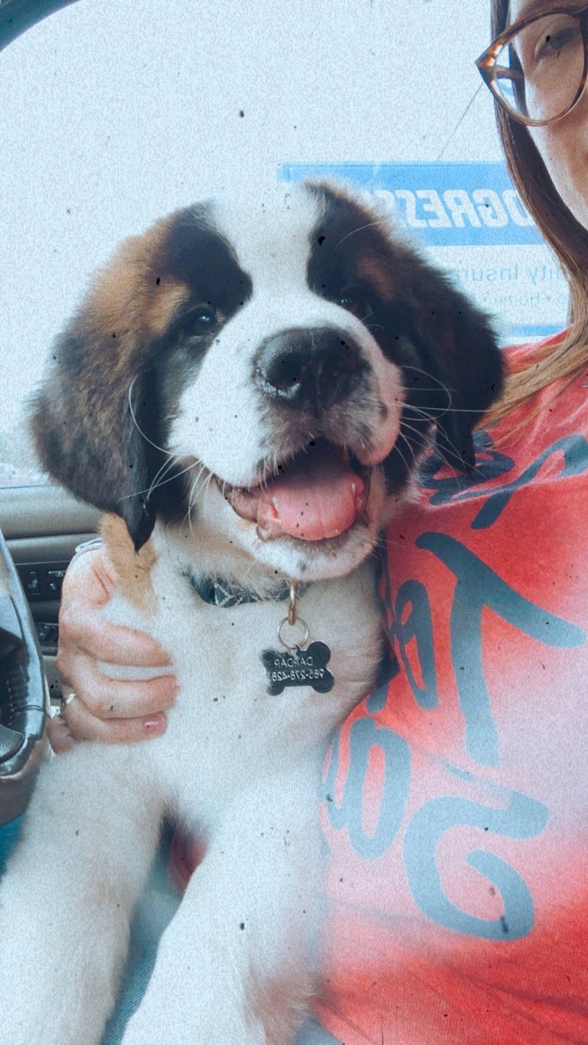 Cash joined the competition — help win amazing prizes! ancient_dog_breeds, canidae, carnivore, dog, dog_breed, karakachan_dog, mammal, moscow_watchdog, mucuchies, nose, puppy, puppy_love, pyrenean_mastiff, rafeiro_do_alentejo, rare_breed_dog, snout, sporting_group, st_bernard, vertebrate, working_dog