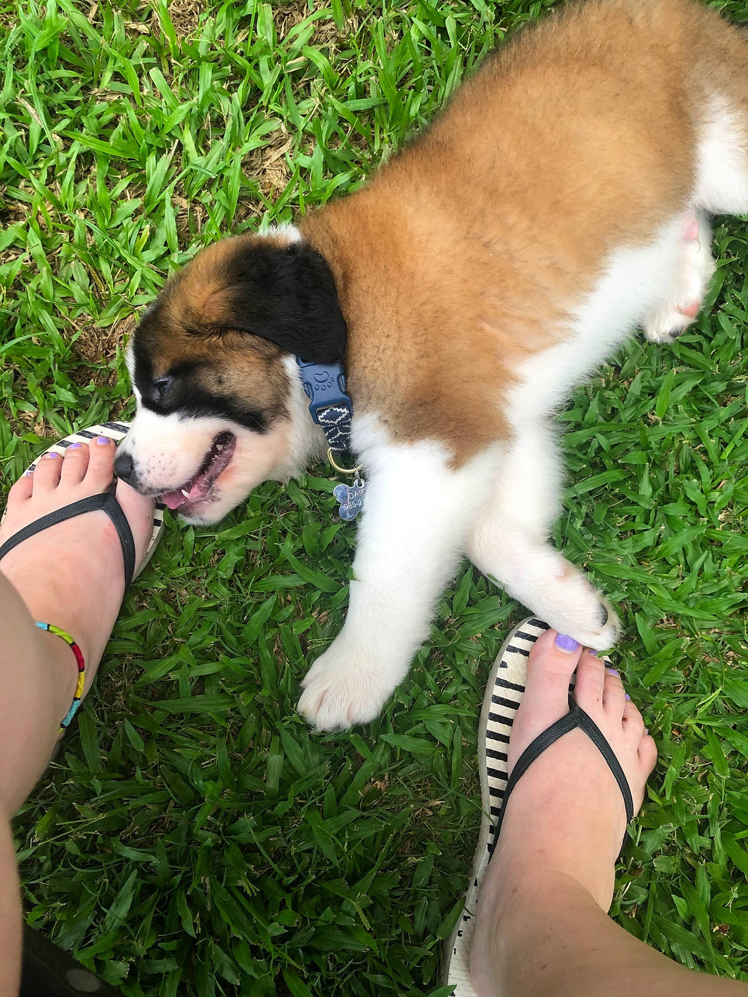 Cash joined the competition — help win amazing prizes! akita, canidae, carnivore, companion_dog, dog, dog_breed, fawn, grass, mammal, puppy, sporting_group, st_bernard, tail, vertebrate, working_dog