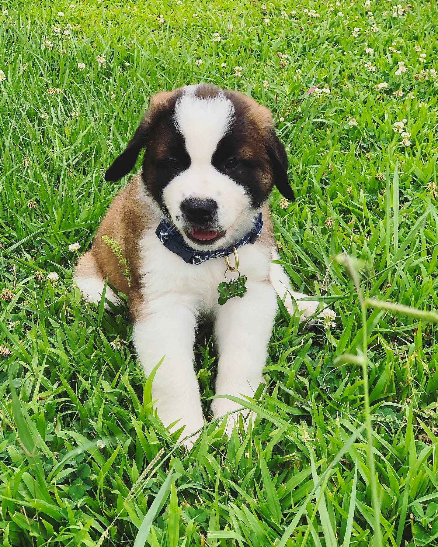 Cash is registered to the contest to win money with this photo: canidae, carnivore, companion_dog, dog, dog_breed, drentse_patrijshond, english_shepherd, grass, mammal, moscow_watchdog, puppy, pyrenean_mastiff, rafeiro_do_alentejo, rare_breed_dog, sporting_group, st_bernard, tornjak, vertebrate, welsh_sheepdog