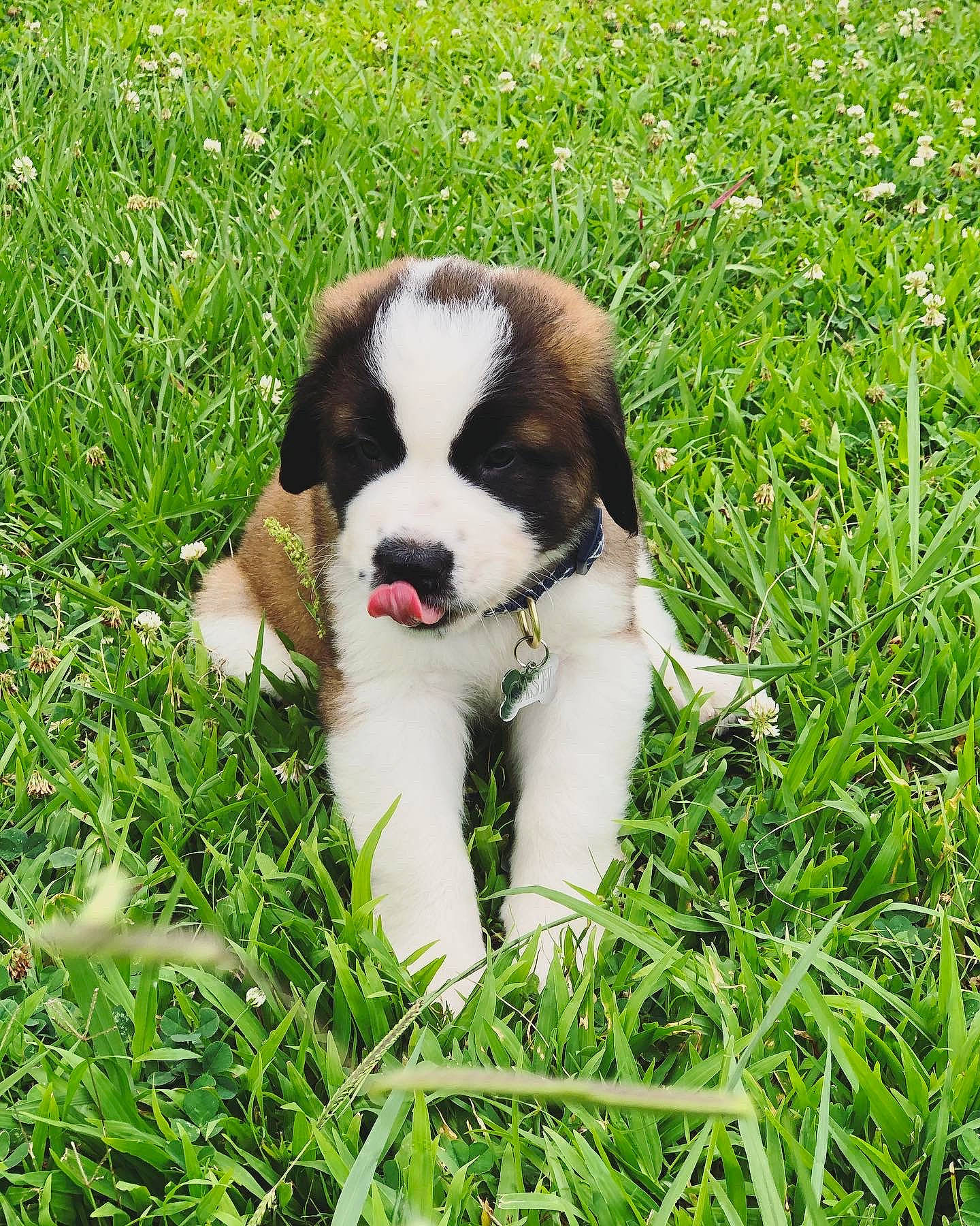 Cash joined the competition — help win amazing prizes! canidae, carnivore, companion_dog, dog, dog_breed, drentse_patrijshond, grass, karakachan_dog, landseer, mammal, moscow_watchdog, mucuchies, puppy, pyrenean_mastiff, rafeiro_do_alentejo, rare_breed_dog, sporting_group, st_bernard, tornjak, vertebrate