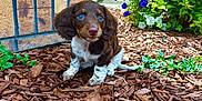 Gus Gus joined the competition — help win amazing prizes! puppy, dog, brown_and_white, blue_eyes, wood_chips, brick_wall, flowers, purple_flowers, green_plants, outdoor, garden, young_dog, cute, small_dog, nature, pet, animal, sitting, curious, daylight