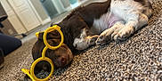 Gus Gus joined the competition — help win amazing prizes! accessory, brown, carpet, cozy, cute, dog, floor, funny, glasses, indoor, pet, puppy, relaxed, resting, sleeping, small, toy, white, yellow, young