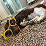 Gus Gus joined the competition — help win amazing prizes! puppy, dog, sleeping, glasses, yellow, carpet, indoor, cute, pet, resting, brown, white, toy, floor, cozy, small, young, relaxed, funny, accessory