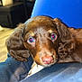 Gus Gus is registered to the contest to win money with this photo: puppy, dog, brown, close_up, indoor, floor, boots, furniture, person, lap, curly_ears, blue_eyes, pet, animal, resting, cute, young, canine, portrait, domestic