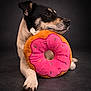 black_fur, closeup, dark_background, dog, nose, paw, pet, pink, playful, plush_donut, portrait, puppy, seated, snout, sprinkles, studio, tan_markings, toy, whiskers, white_fur